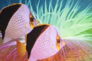 Fisher Textiles launches new direct disperse fabric line for soft signage