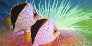 Read more about the article Fisher Textiles launches new direct disperse fabric line for soft signage