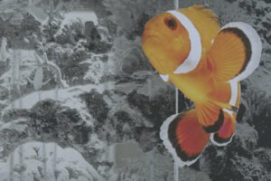 HEXIS announces additional range of monomeric printable films