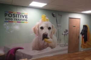 Mactac launches new WallNoodle media with new heavier liner