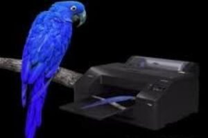 EPSON SC-P5300 wins 2024 TIPA Award for ‘Best Professional Photoprinter’