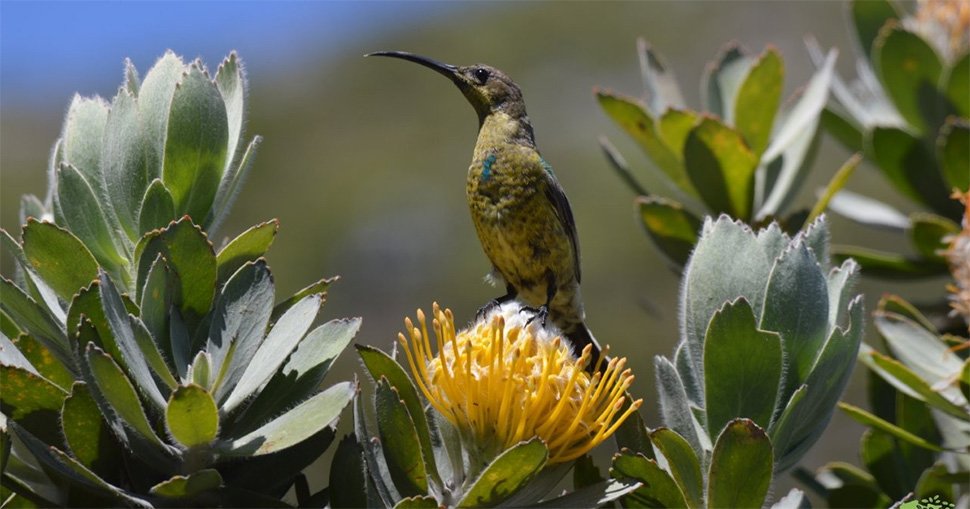 Read more about the article NUtec partners with Grootbos to boost carbon cuts